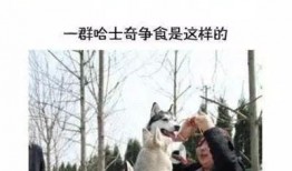 动物博主爆料视频大全,精彩视频大全，带你领略动物世界的奇妙瞬间